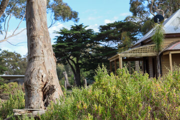 rural scene with old farmhouse