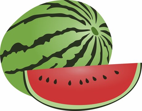 Vector drawing of a watermelon with a cut wedge. A piece of large green striped berry. Summer red juicy fruit.
