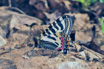 翅を閉じたヒメギフチョウ（北海道・旭川市）
