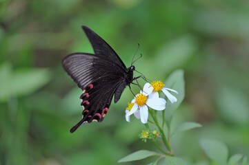吸蜜するヤエヤマカラスアゲハ（沖縄県・石垣島）
