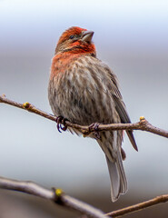 House finch