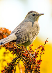 Gray Catbird with red