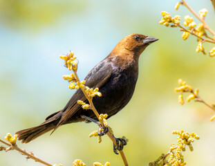 bird sitting on branch