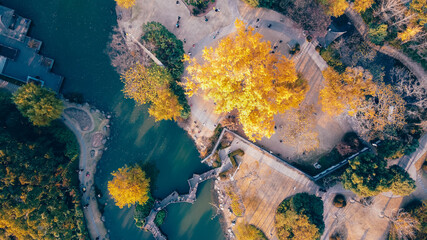 Overlooking the golden ginkgo trees in the garden from the air