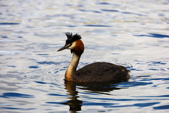 Australasian crested grebe