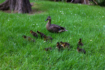 Baby ducklings in the grass with mother