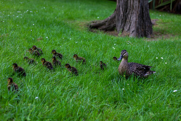 Baby ducklings and duck in the grass