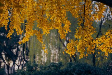 Ancient ginkgo trees in the Chinese Garden in autumn