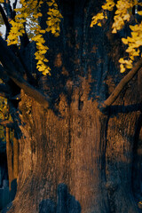 Ancient ginkgo trees in the Chinese Garden in autumn