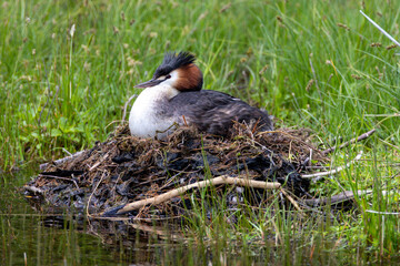 Australasian crested grebe in nest