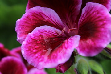 close up of flower