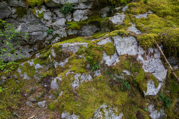 Moss growing on the rock in Mount Rainier National Park in Washington State during Summer.