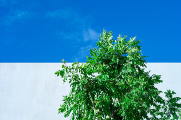 Closeup branches of tree and green foliage with grey cement wall and blue sky in background