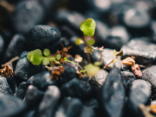 Plant sprout
