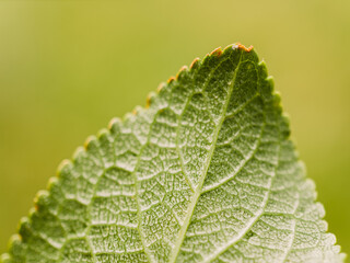 Close up of a leaf
