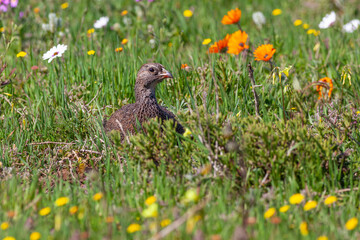  Cape Spurfowl or Cape Francolin