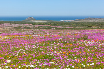 Wildflowers in the West Coast National Park - 474315986
