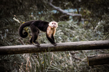 white faced vulture