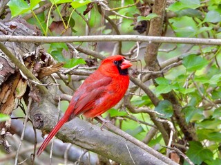 Male Cardinal 