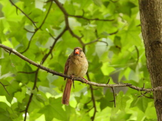 Female Cardinal