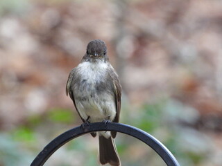 Fototapeta premium Eastern Phoebe