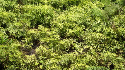 Vegetation on the bank of the Santiago River in the jungle near Playa del Oro, Ecuador