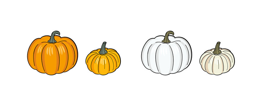 Orange and white pumpkins of different sizes on a white. Autumn seasonal vegetable. Vector design element for country fair, farm market, food store, wrapper and packaging. Template for autumn festival