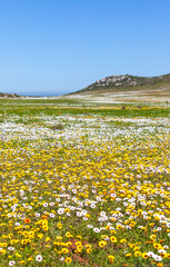 Daisies in the West Coast National Park