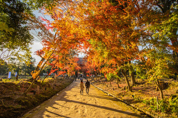 京都　 醍醐寺の紅葉