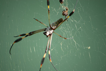ARAÑA DE SEDA DORADA
(Nephila Clavipes)