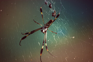 ARAÑA DE SEDA DORADA
(Nephila Clavipes)
