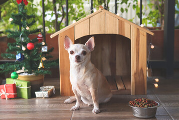 short hair Chihuahua dog sitting  in front of wooden dog's house with dog food bowl, christmas tree and gift boxes, looking at camera.