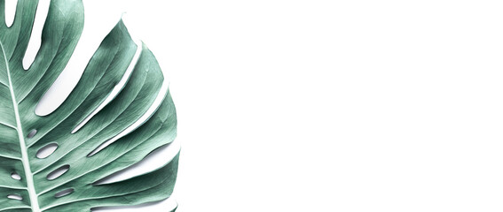 Real monstera leaves on white background.Tropical,botanical nature concepts ideas.flat lay.