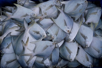 Pomfret is a seawater tasty fish found globally in the Indian, Atlantic and Pacific Oceans. The name Pomfret is developed from the Portuguese words ‘Pampo’ or ‘Pamflet’ The Indian Pomfret fish can be 