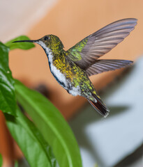 Colibr&iacute; Mango Pechinegro&rdquo; (Anthracothorax nigricollis)