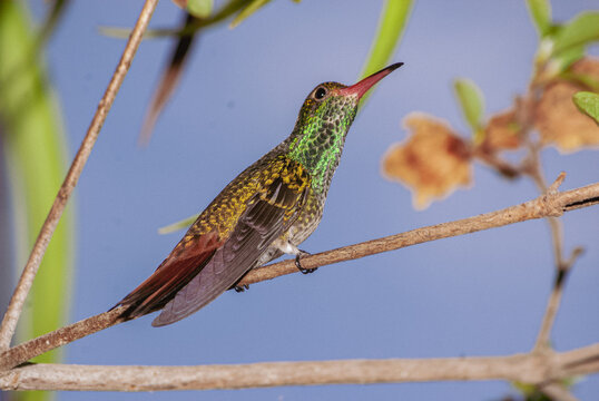 Colibr&iacute; Calzoncitos cobrizo (Eriocnemis cupreoventris)