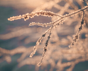 beautiful plants shackled by cold