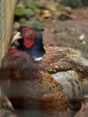 Phasianus colchicus,  The common pheasant is a bird in the pheasant family, Phasianidae.