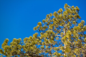 Vivid beautiful evergreen pine on a blue sky background under daylight