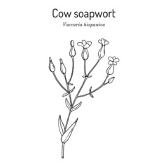 Cow soapwort or cowherb Vaccaria hispanica , medicinal plant