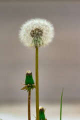 dandelion seed head