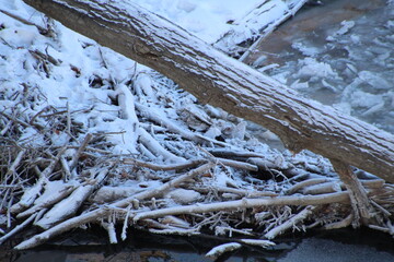 tree in snow, Gold Bar Park, Edmonton, Alberta