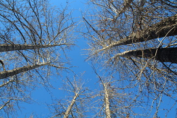 branches against blue sky, Gold Bar Park, Edmonton, Alberta