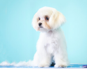 a small white Maltese dog is sitting next to a cropped hair, fluff