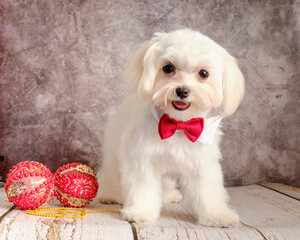 Maltese lapdog puppy with a red butterfly on his neck near Christmas balls
