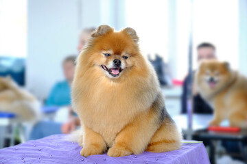 A Pomeranian dog with a new breed haircut in the grooming salon