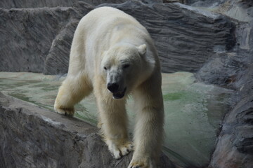 portrait of large white bear on STONE