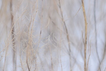 SILHOUETTE OF PLANTS AT SUNSET Sunset in the field. Close view of grass, atural background