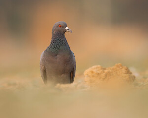 pigeon in the park. The rock dove, rock pigeon, or common pigeon is a member of the bird family Columbidae.