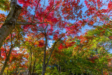 紅葉の箱根美術館　神奈川県箱根町